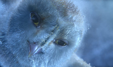 Legend of The Guardians 